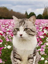 Laden Sie das Bild in den Galerie-Viewer, 5D DIY Gorgeous Cat Design Diamond Painting